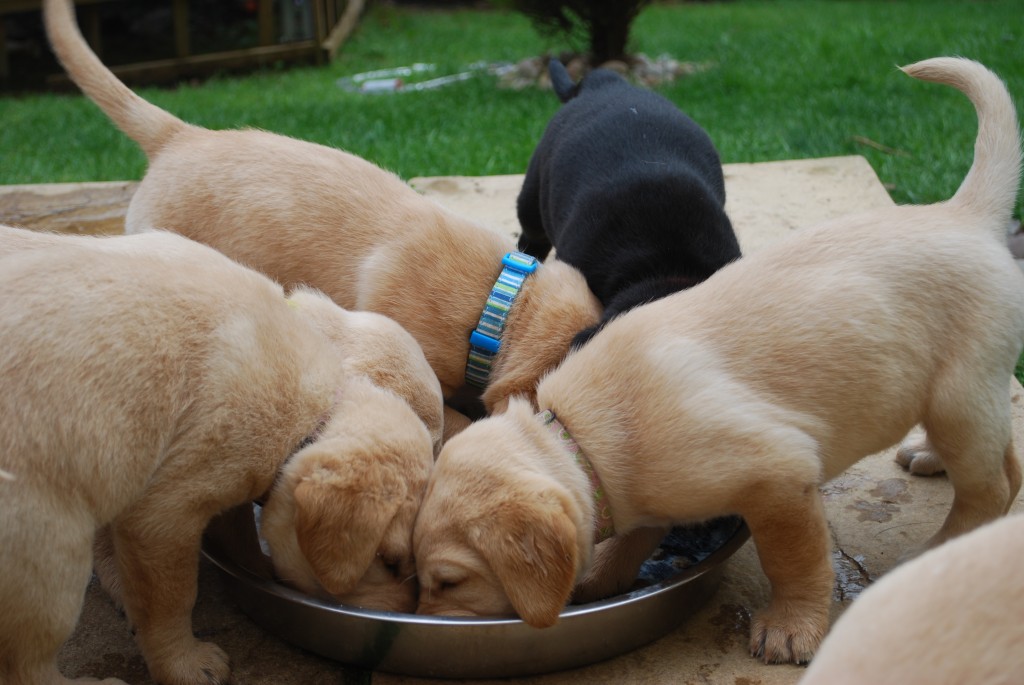 Weaning Puppies | Marchstone Labradors